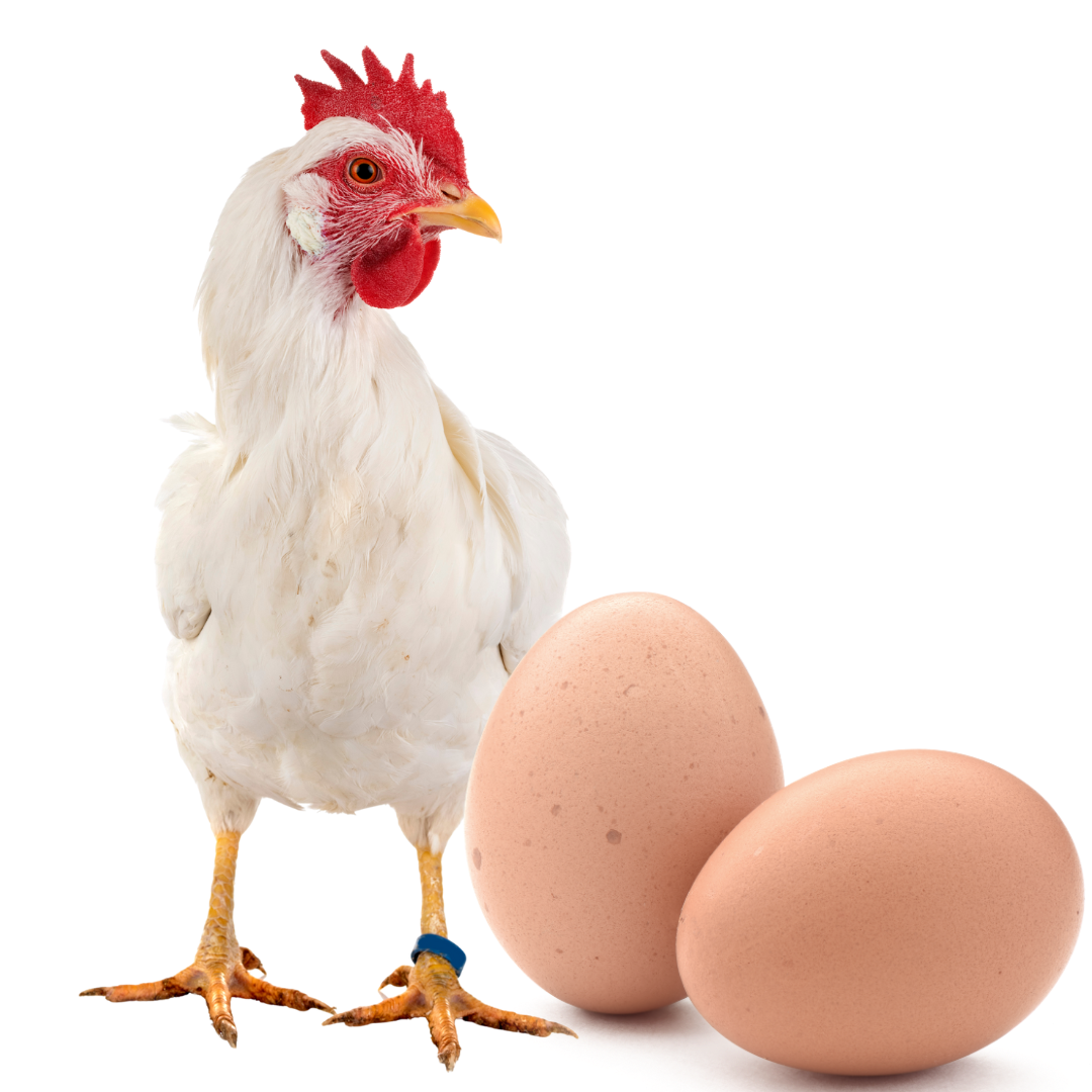Healthy Chicks and Live Breeding Hens