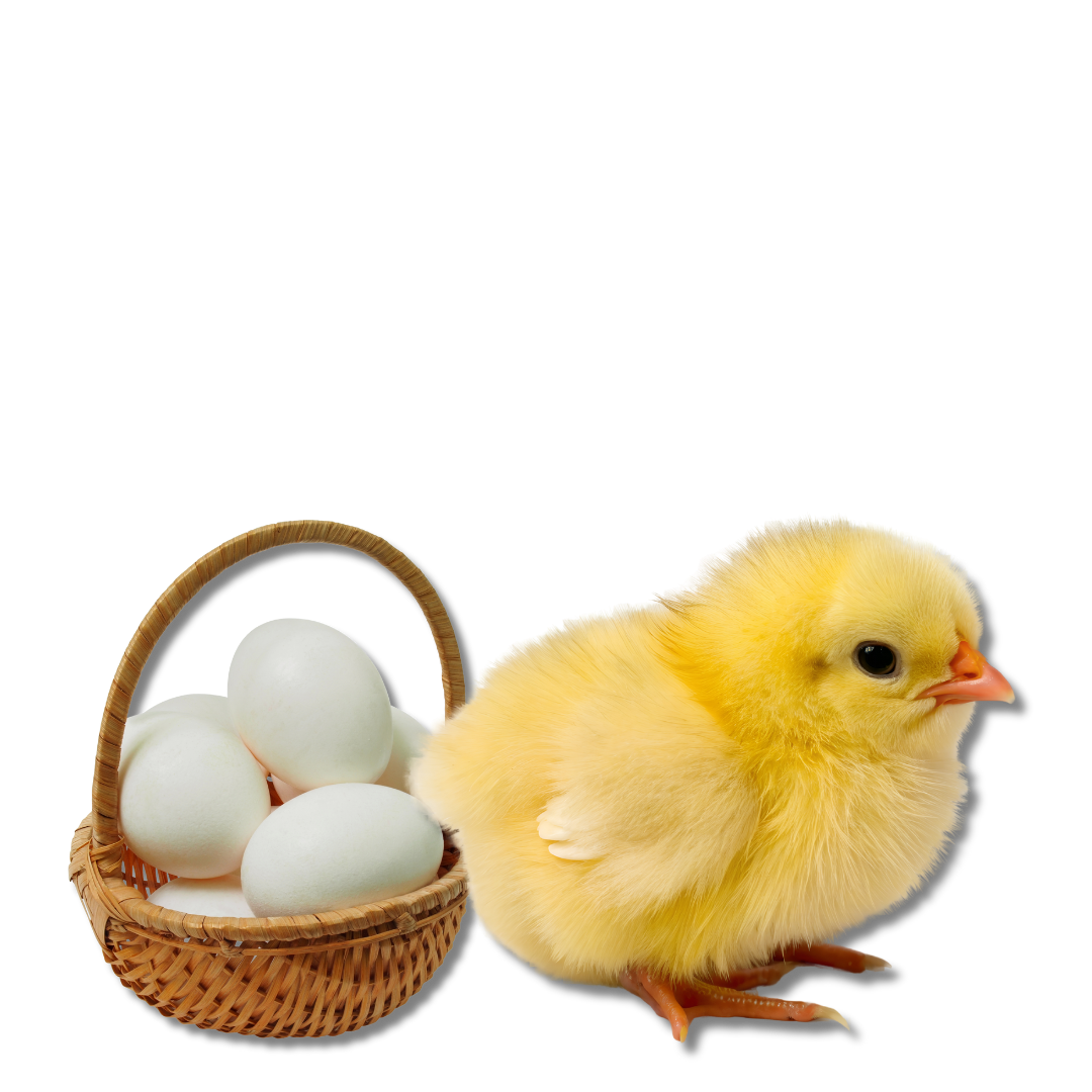 Ethical Poultry Hatchery and Rearing Facility